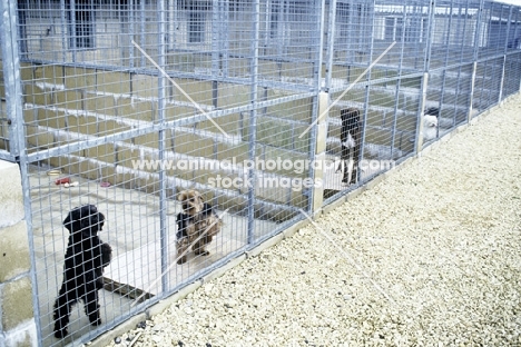 dogs in quarentine kennels