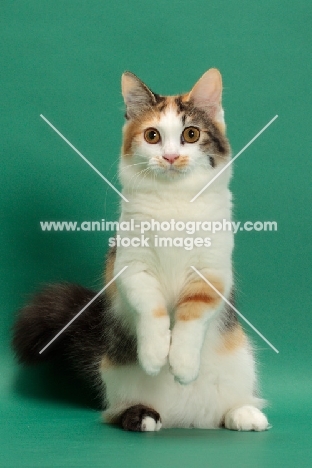 Brown Classic Torbie & White Munchkin, on hind legs