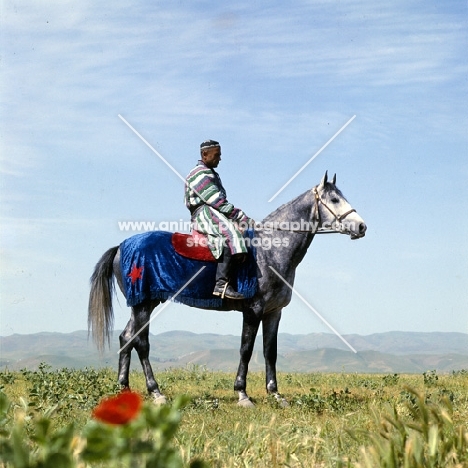 karabair stallion and rider in uzbekistan