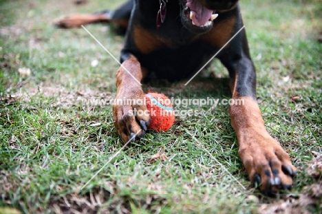 detail of doberman's paw holding ball