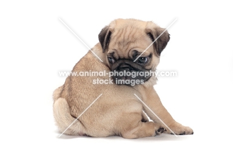 cute Pug puppy looking at tail