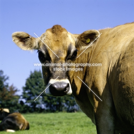jersey cow looking at camera