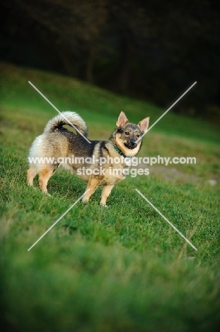 Swedish Vallhund standing on grass