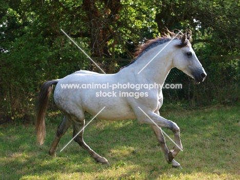 Lusitano