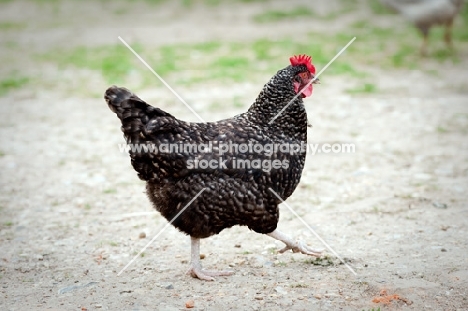 Marans hen walking in yard