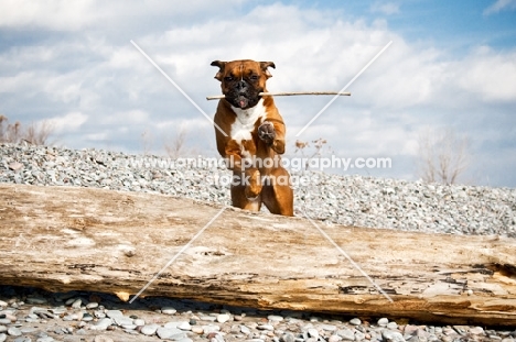 Boxer jumping log on beach