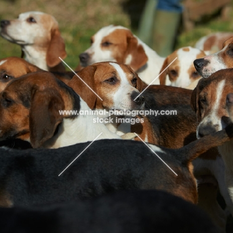 pack of hunting Beagles