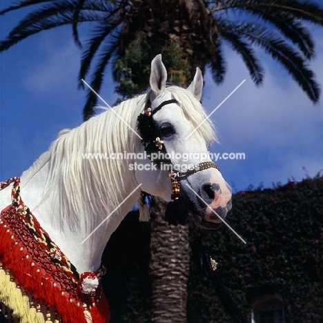 Bourhane, Moroccan Arab stallion head study