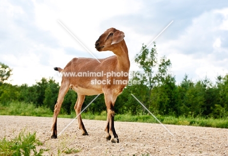 nubian goat standing on a path