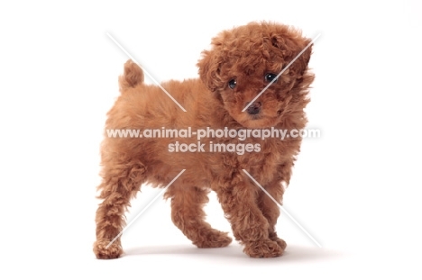 apricot coloured Toy Poodle puppy