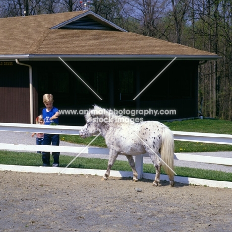 Falabella pony walking towards child