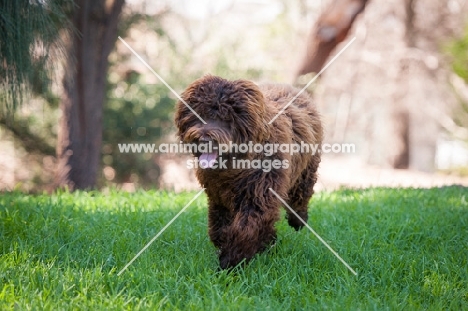 Labradoodle running on grass