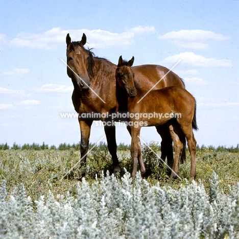 Budyonny mare with foal full body 