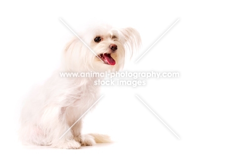 White Chihuahua cross Yorkshire Terrier, Chorkie, isolated on a white background