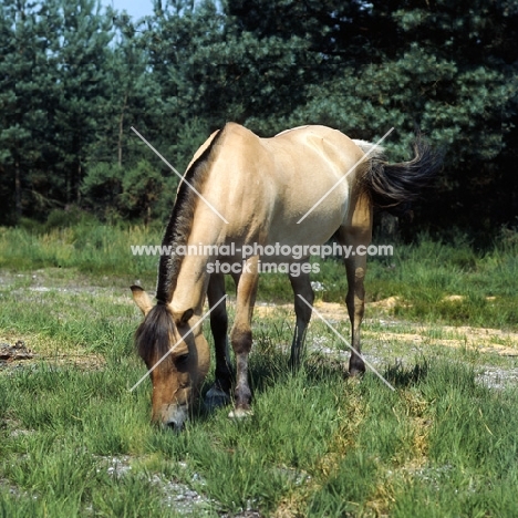 Fjord Pony front view showing trim of mane