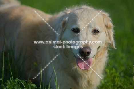 Golden Retriever panting