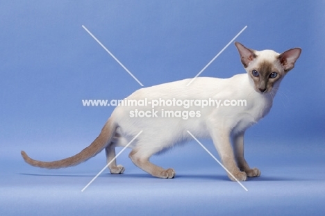 6 month old lilac point Siamese, side view