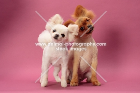 two cute Pomeranians