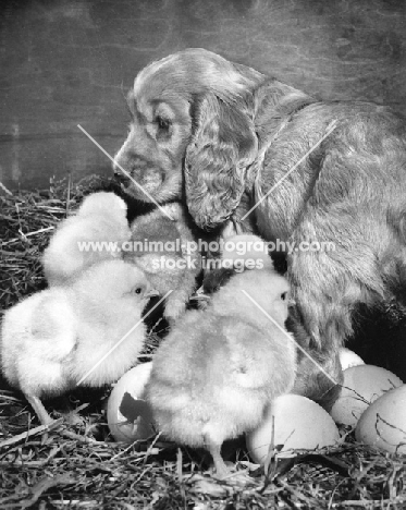 Cocker Spaniel puppy with chicks