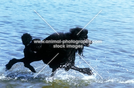 ch montravia tommy gun, standard poodle trotting in water