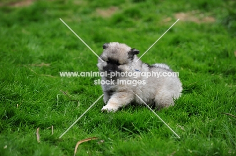 cute Keeshond puppy