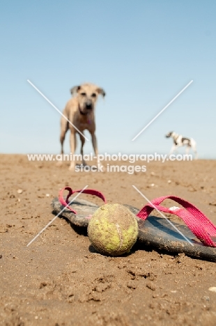 Lurcher on beach