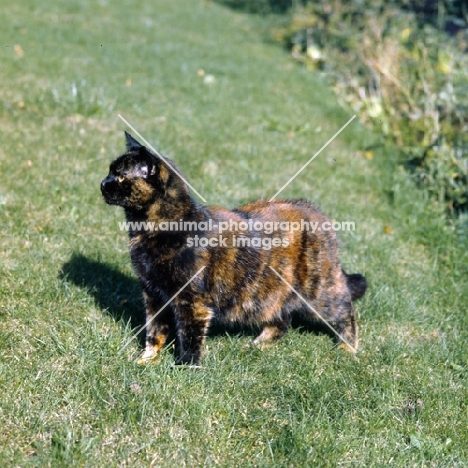 ch kita's dandelion, tortoiseshell short hair cat looking ahead keenly