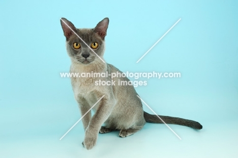 blue burmese cat on blue background