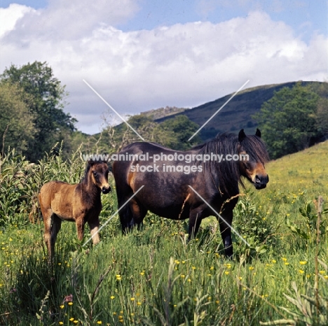 shilstone rocks enchanted, dartmoor mare with foal on dartmoor 