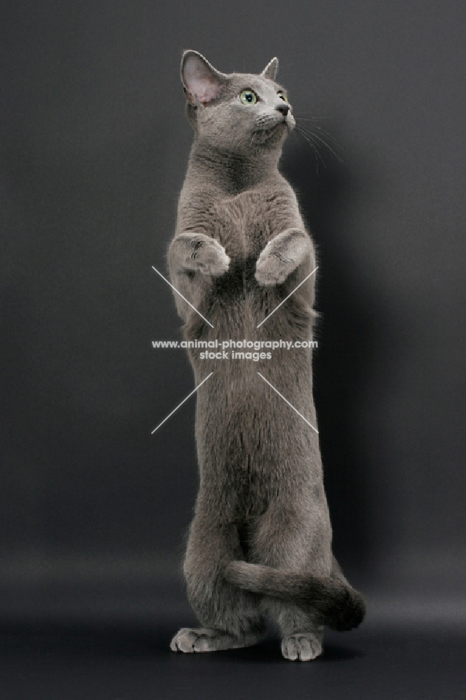 Russian Blue female cat, standing on hind legs