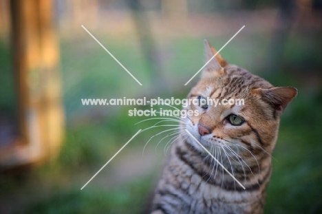 male Bengal cat head shot outside