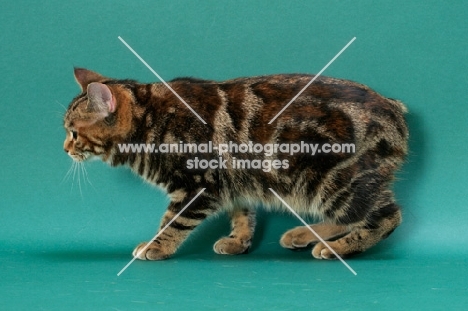 Brown Classic Torbie Manx cat, side view
