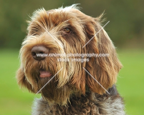 Italian Spinone head study