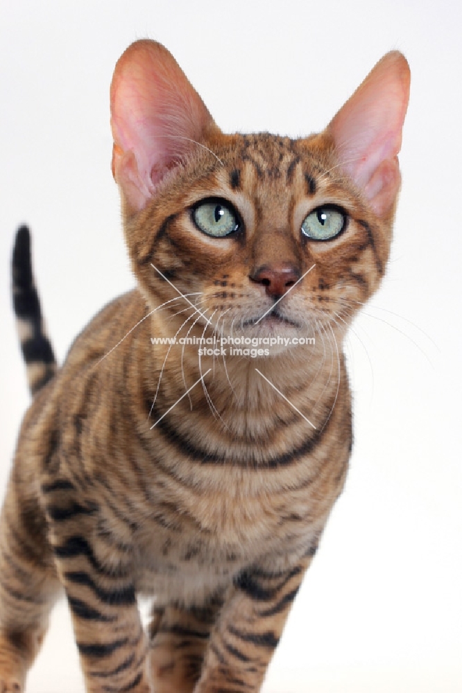 Toyger cat portrait on white background, Brown Mackerel Tabby colour