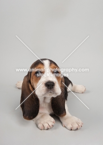 Basset Hound puppy in studio on gray background.
