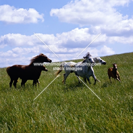 welsh mountain ponies mares and foals in action at pendock stud,