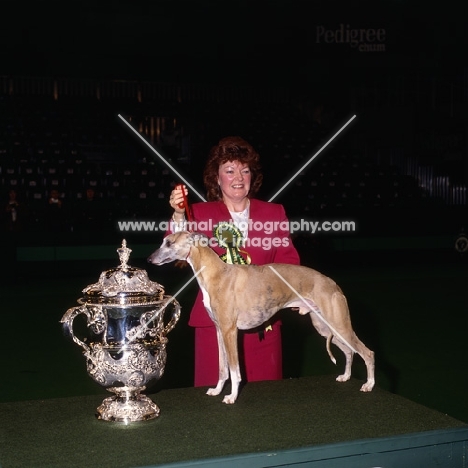 champion pencloe dutch gold, whippet wins bis crufts 1992, with owner, morag bolton 