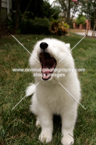 young Samoyed puppy yawning