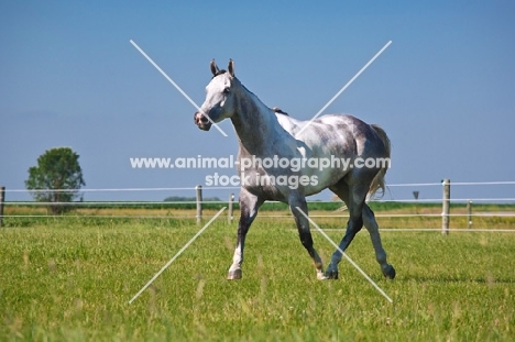 grey quarter horse