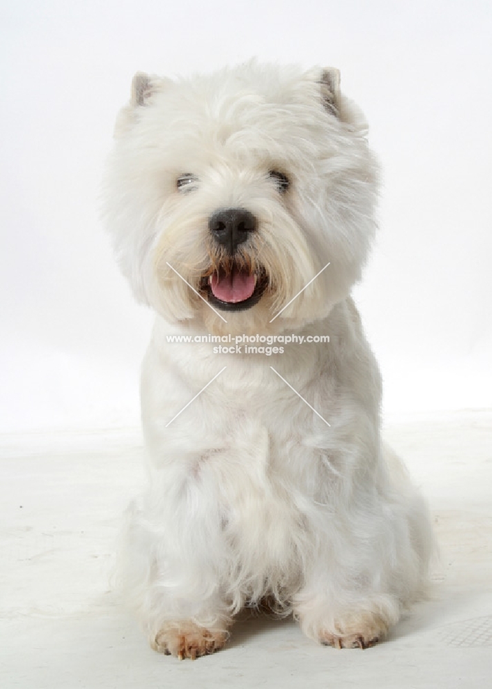 Australian Champion West Highland White on white background, front view