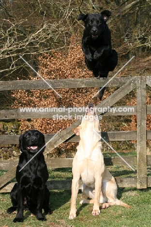 Labrador Retriever looking up at another jumping