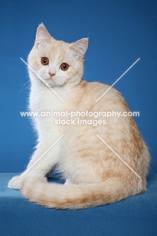 British Shorthair sitting on blue background