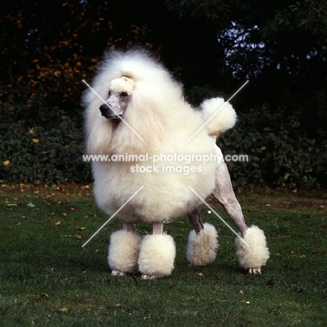 standard  poodle