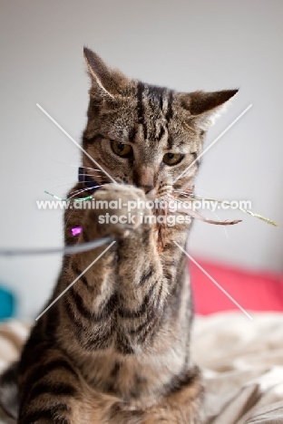 Tabby cat playing with toy