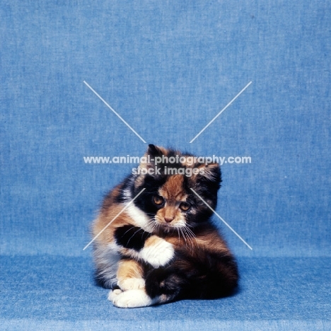 tortoiseshell and white short hair kitten patting at her tail, looking serious