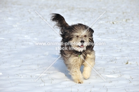 Polish Lowland Sheepdog running on snow