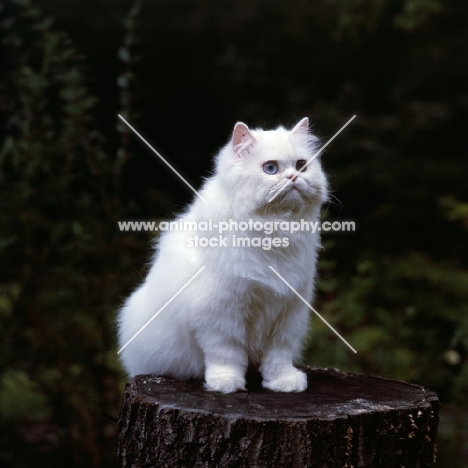 gr ch j.b. show piece of jo ni, odd eyed white long hair cat sitting on tree stump