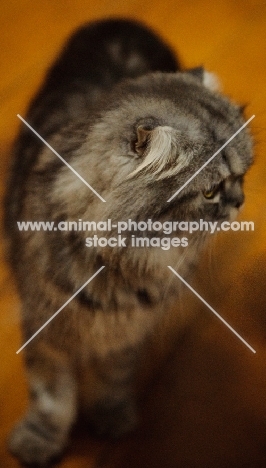 Scottish Fold cat on hardwood floor. 