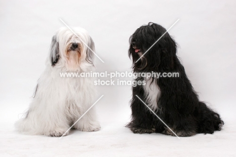 two Tibetan Terriers