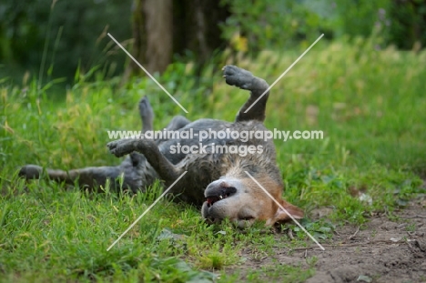 mud-covered yellow labrador retriever rolling in the grass